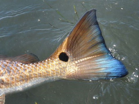 Redfish, redfish on the fly, fly fishing for redfish, redfish flies, saltwater fly fishing, flies for saltwater, flies for inshore fishing, inshore fly fishing, speckled trout on the fly, fly fishing for speckled trout, custom flies, hand tied flies